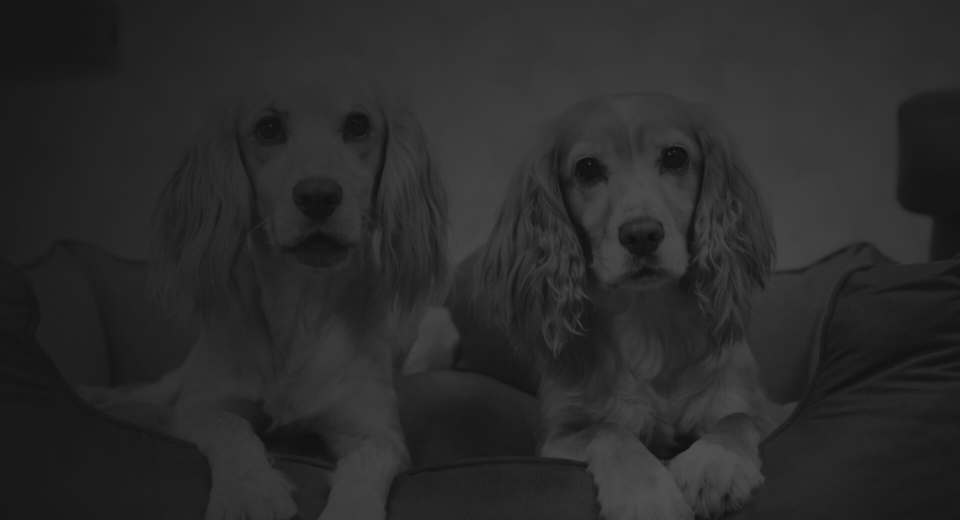 Creatures of Comfort Background Image