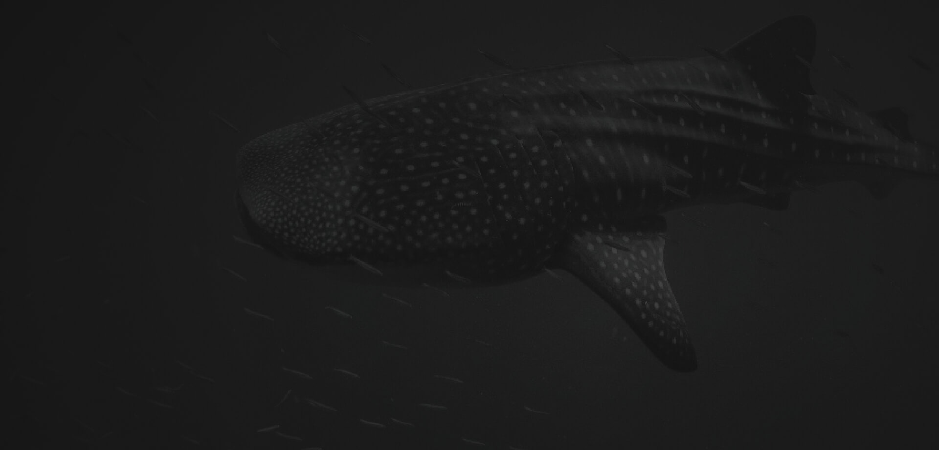 Three Islands Whale Shark Dive Background Image