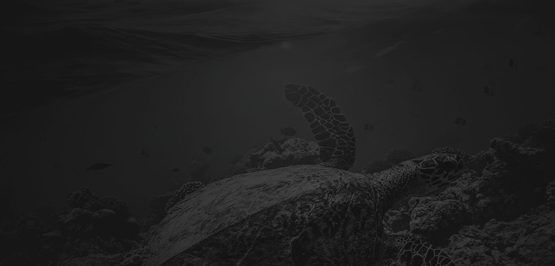 Premium Dive Academy Background Image